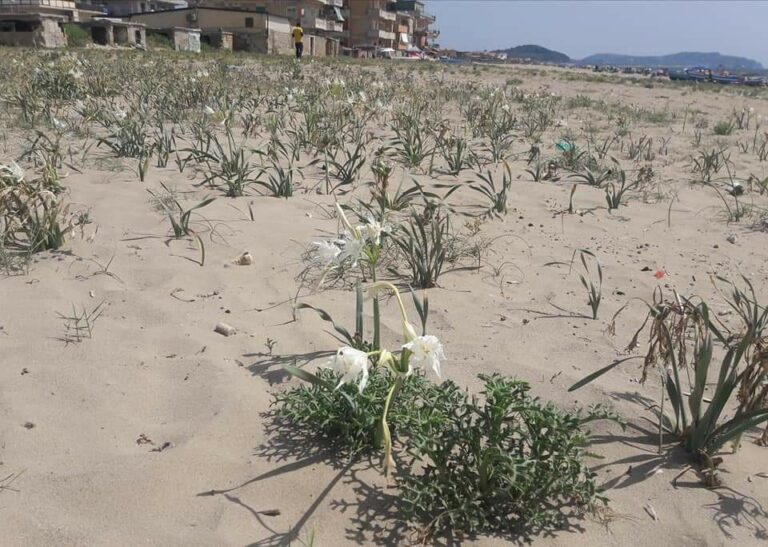 Giglio di Mare in pericolo, l’appello di Peretti: Non Raccogliamoli