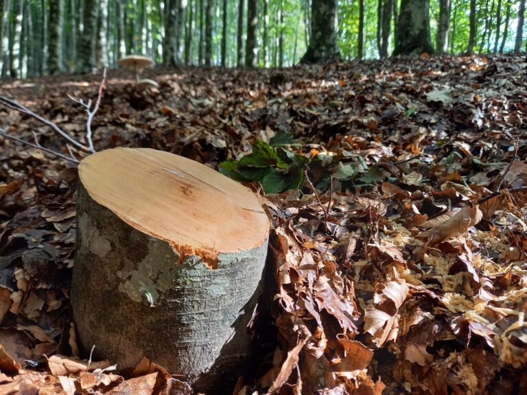 Picentini, taglio illegale fuori controllo: incontro istituzionale convocato dal presidente del Parco