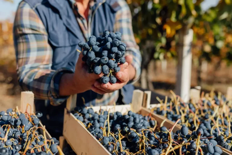 Vendemmia: Cantine Aperte da nord a sud