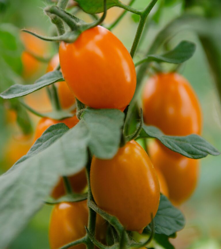 Nuova sfida sul mercato per Finagricola: dopo il pomodoro giallo, arriva il pomodoro datterino arancione dedicato ai consumatori