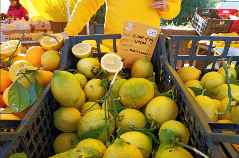 Gli Agrumi di Poggioreale in vendita al Mercato di Campagna Amica